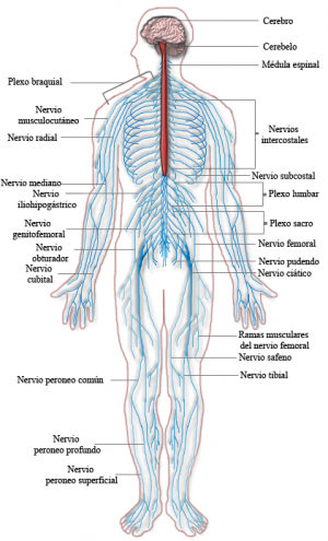 Nervous stomach anxiety