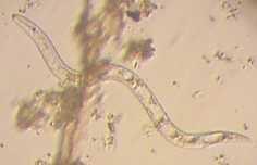 Prevention of roundworm