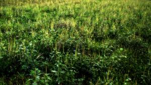Ragweed allergy facts
