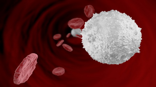 What does high white blood cells count indicate? | Cardiovascular