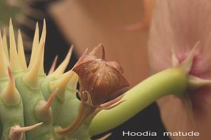 Side effects of hoodia gordonii