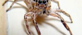 Spider bite symptoms