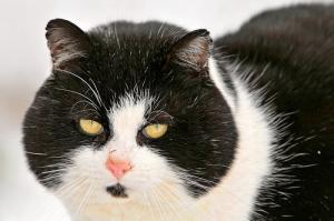 Symptoms of kidney failure in cats