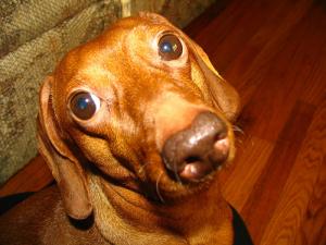 Symptoms of worms in dogs