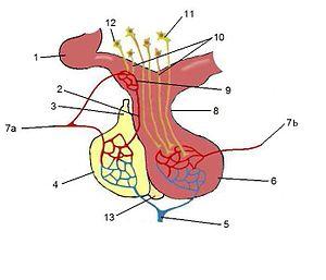 Therapy for cushing's disease