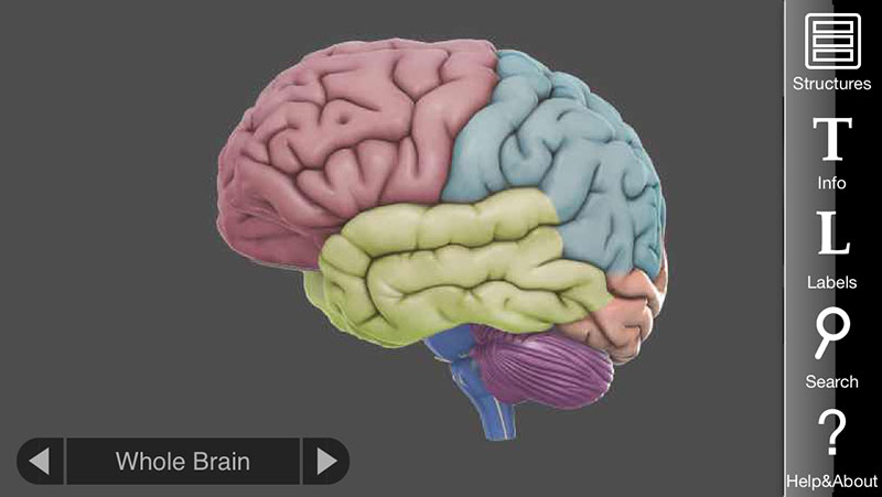 essential anatomy app brain
