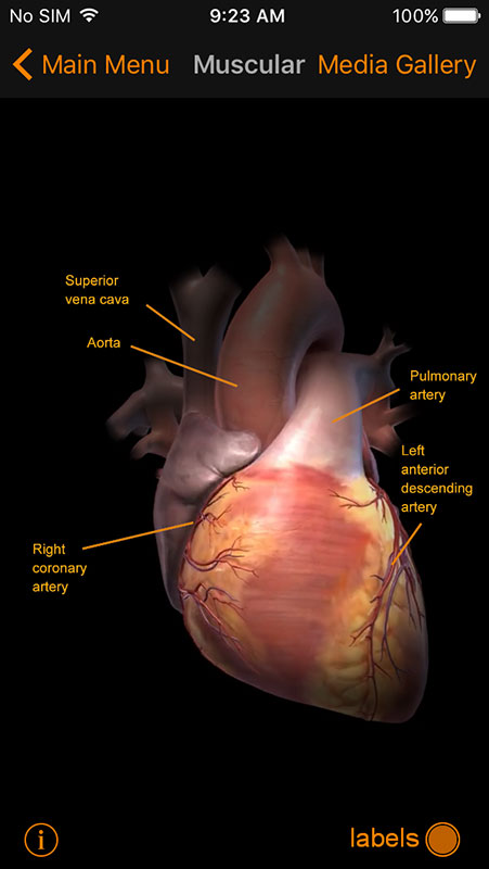 Cardiosmart Heart Explorer App, Using Multimedia To Explain Heart 