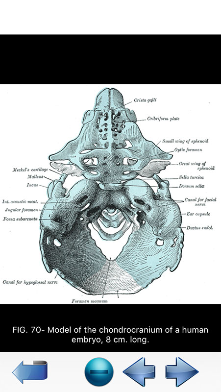 anatomy blueprint pro free download