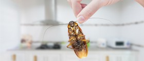 5 Things You Need To Know About Cockroach Allergy