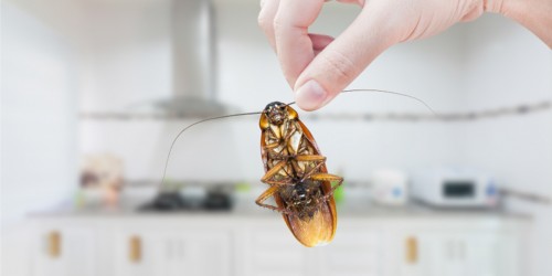 5 Things You Need To Know About Cockroach Allergy