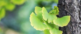 9 Herbal Remedies That Can Help Treat Multiple Sclerosis Symptoms