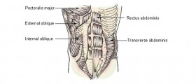 Human muscle groups and exercises
