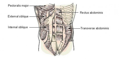 Human muscle groups and exercises
