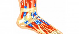 Achilles Tendon Rehabilitation Tips and Exercises