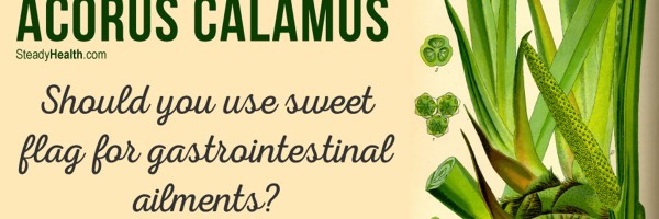 Acorus Calamus: Use Sweet Flag For Gastrointestinal Ailments (Ulcers, Upset Stomach, Flatulence)?