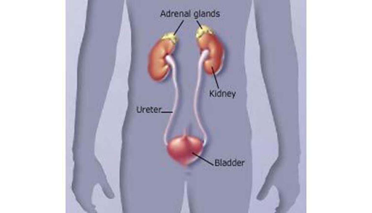 Addison's Disease: The fact sheet | Lymphatic & Endocrine system