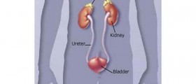 Addison's Disease: The fact sheet