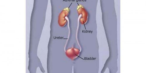 Addison's Disease: The fact sheet