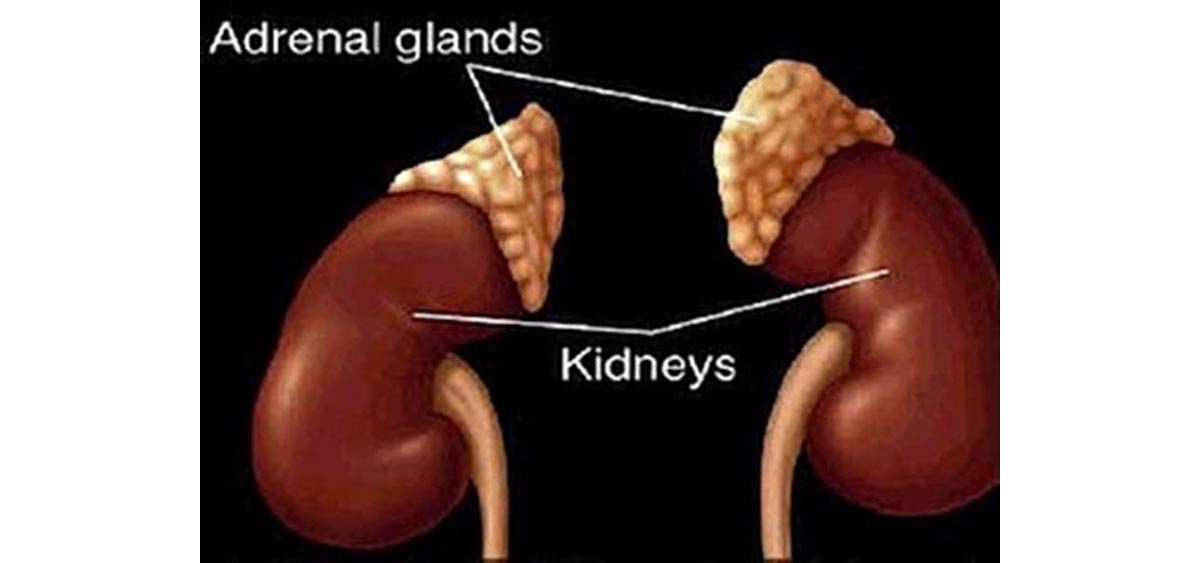 the inner part of the adrenal gland