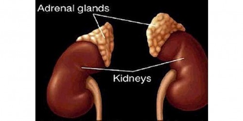 symptoms of an overactive adrenal gland