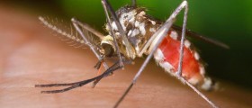 Zika: The Terrifying Virus Responsible For Booming Microcephaly Cases Might Be An STD?