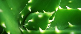 Aloe Vera Gel and Juice: One of the World's Most Popular Herbs for Good Reason