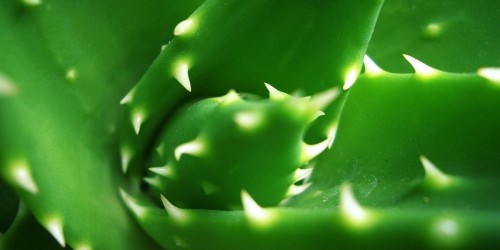 Aloe Vera Gel and Juice: One of the World's Most Popular Herbs for Good Reason