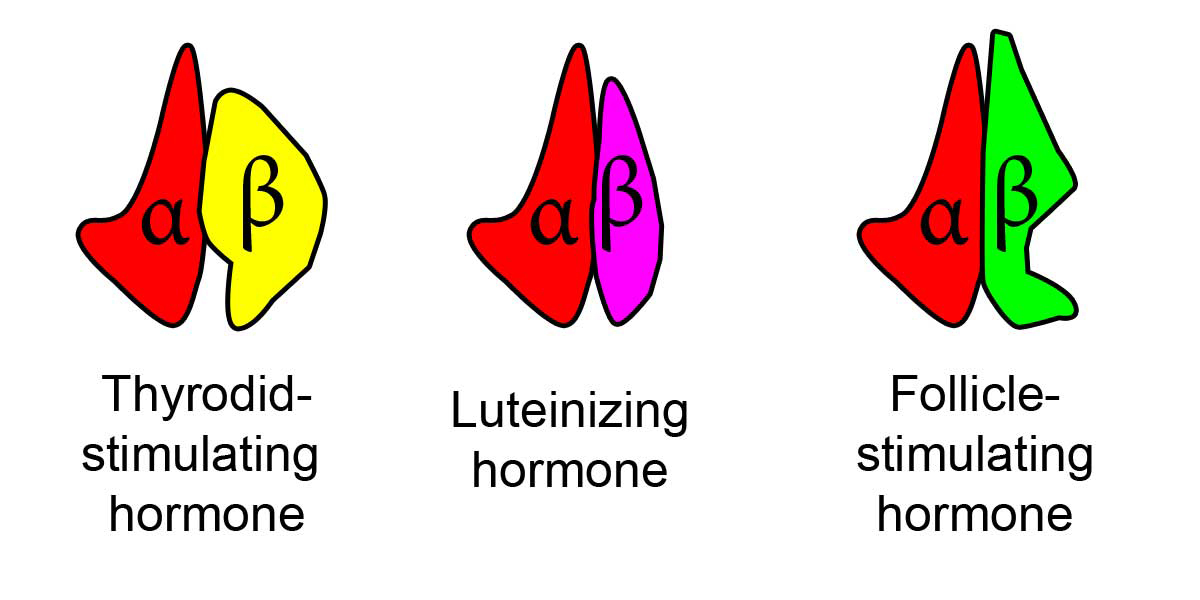 What Is The Relationship Between The Thyroid And Weight? | Healthy ...