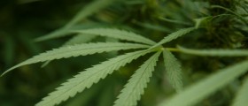 Alzheimer's Disease And Marijuana: Does Cannabis Treat Or Cause Dementia?
