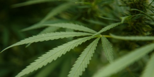 Alzheimer's Disease And Marijuana: Does Cannabis Treat Or Cause Dementia?