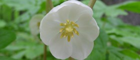 Cancer Fighting Herbs in Holistic Healing
