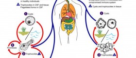 Amoebic Meningoencephalitis: Who Gets Infected?