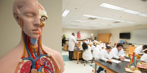 Replacing Cadavers in Medical School: Best Mobile Apps for Learning Anatomy