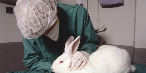 Is Animal Research Still Necessary?