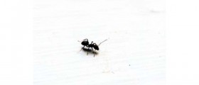 How to Repel Insects: Natural Formulas to Repel Insects