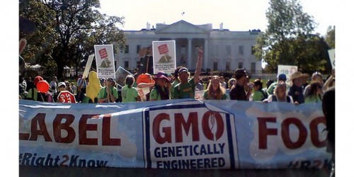 GMO Causes Cancer And Large Tumors