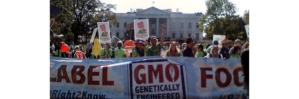 GMO Causes Cancer And Large Tumors