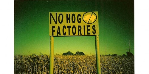 Overuse Of Drugs In Animal Farming Linked To Antibiotic Resistance In Humans