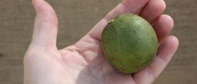 Arthritis And Diet: Sorting The Myths From The Facts