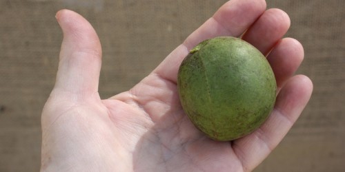 Arthritis And Diet: Sorting The Myths From The Facts