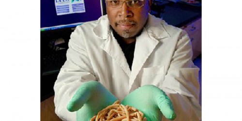 How Far Would You Go Just to Lose Weight? Would You Eat Parasitic Worms?