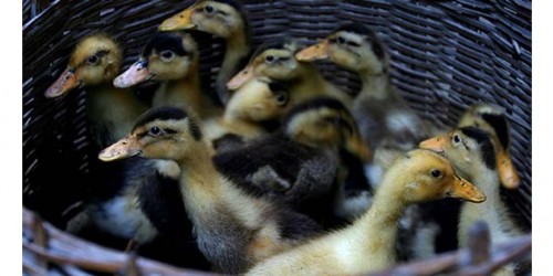 Is There A New Outbreak Of Avian Flu?