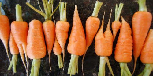 What You Don't Know About Baby Carrots