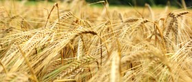 Barley And Wheat And Rye, Oh My! Women And Celiac Disease
