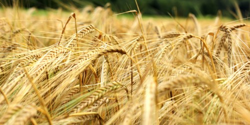Barley And Wheat And Rye, Oh My! Women And Celiac Disease