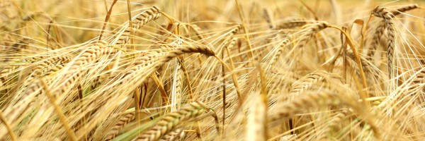 Barley And Wheat And Rye, Oh My! Women And Celiac Disease