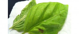 Easy Foods To Grow Without A Garden