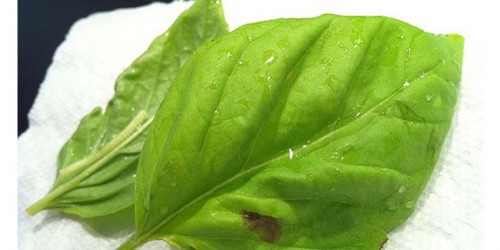 Easy Foods To Grow Without A Garden