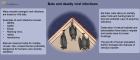 Bats And Deadly Viral Infections
