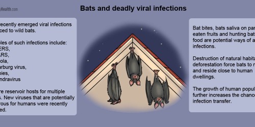 Bats And Deadly Viral Infections